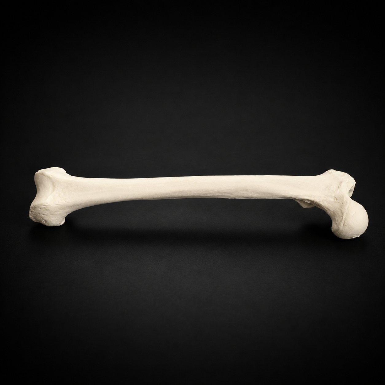 Femur