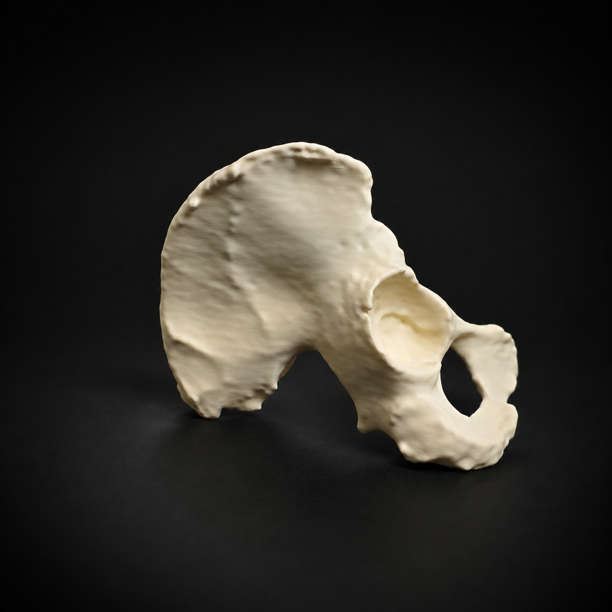 Hip Bone (Female)