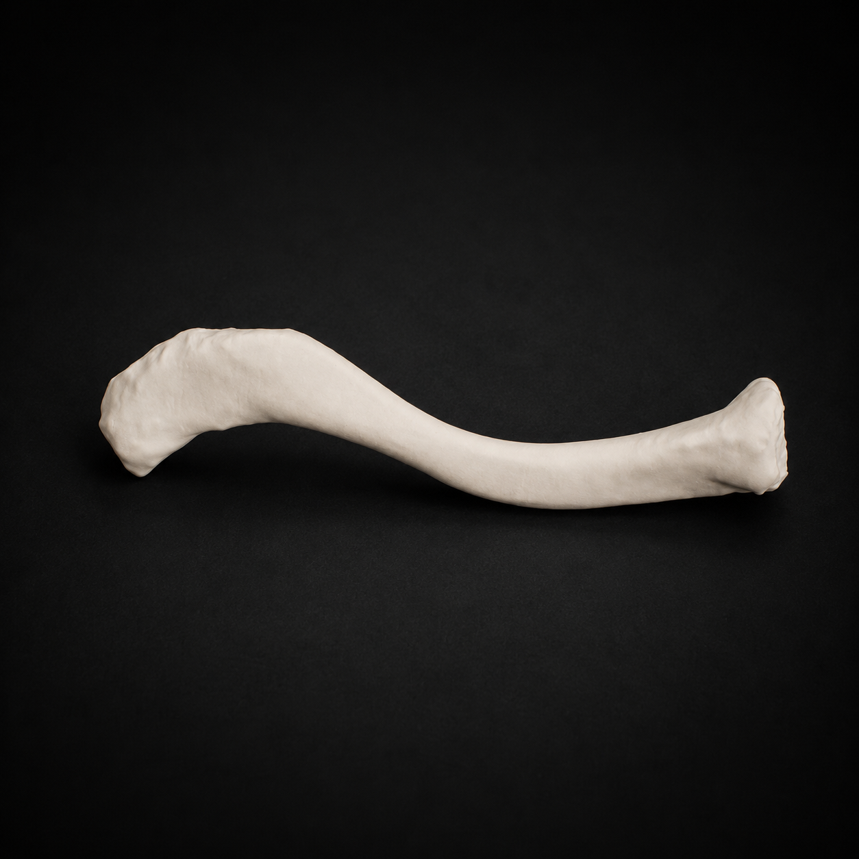 Clavicle Bone (Left/Right)