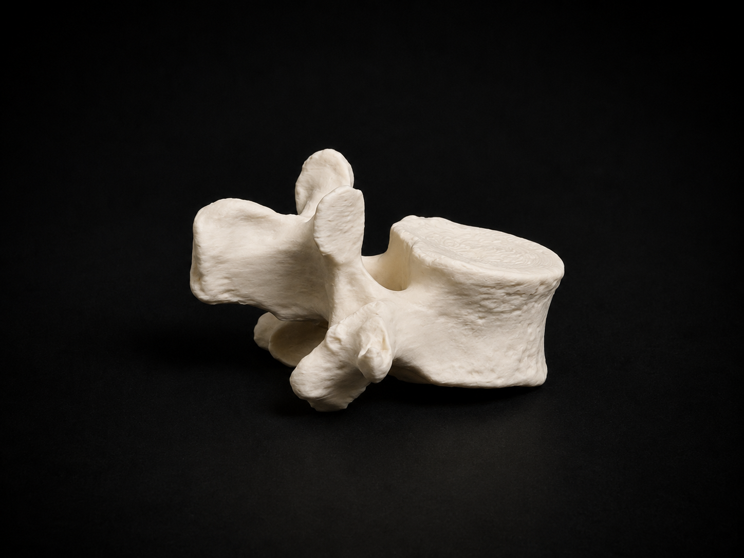 L1 Vertebra