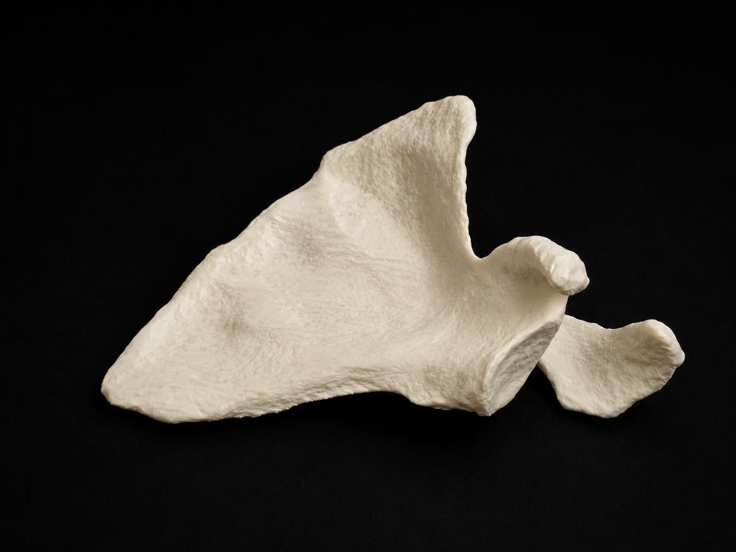 Scapula (Left/Right)