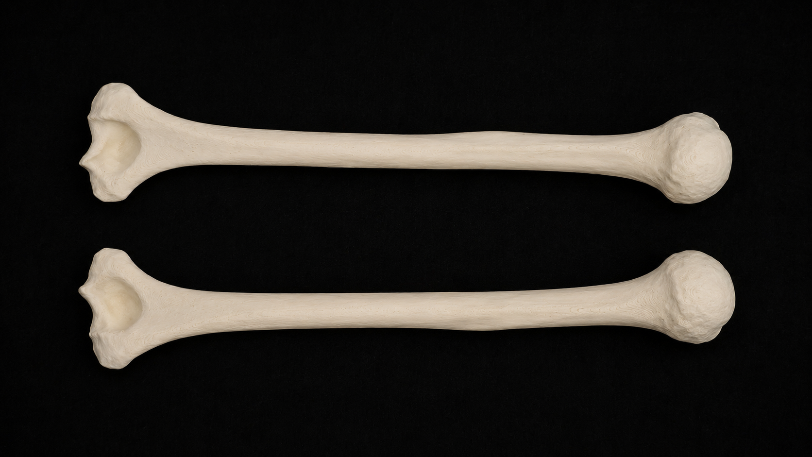 Humerus