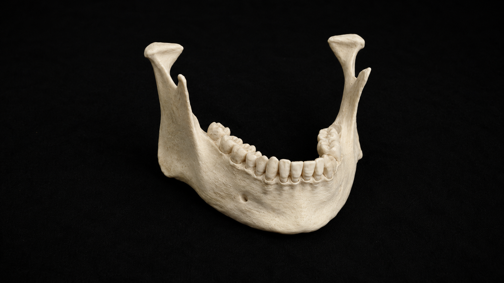 Mandible