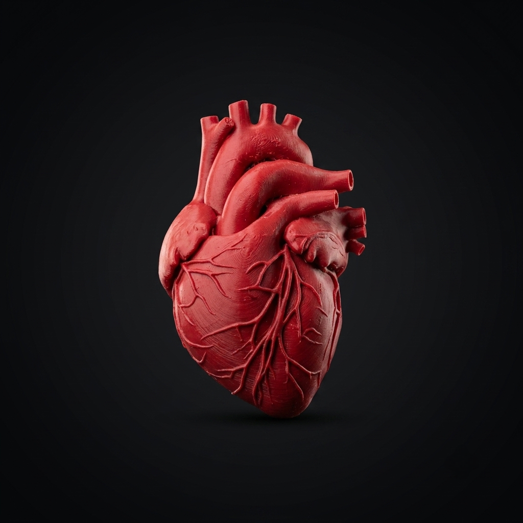 Human Heart