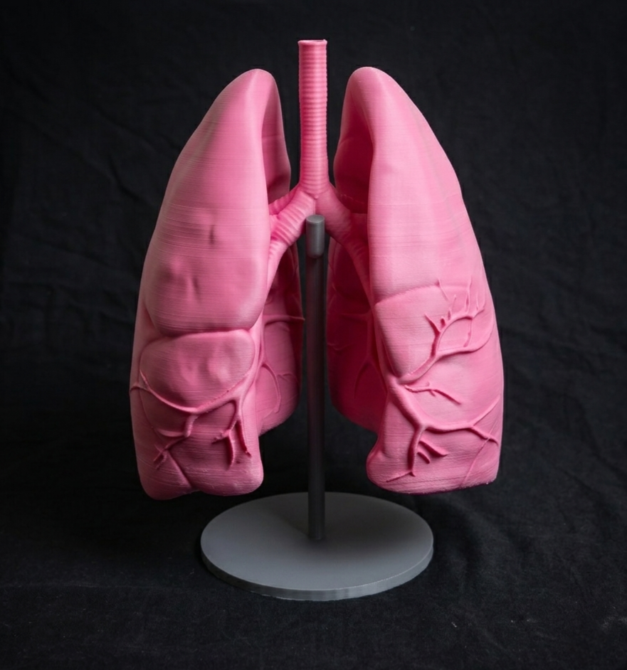 Human Lungs